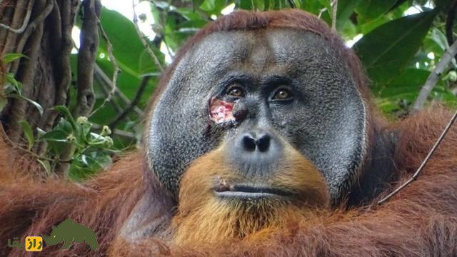 ثبت یک رفتار عجیب؛ اورانگوتان وحشی که برای درمان زخمش از گیاه دارویی استفاده کرد!
