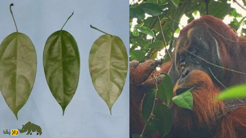 ثبت یک رفتار عجیب؛ اورانگوتان وحشی که برای درمان زخمش از گیاه دارویی استفاده کرد!