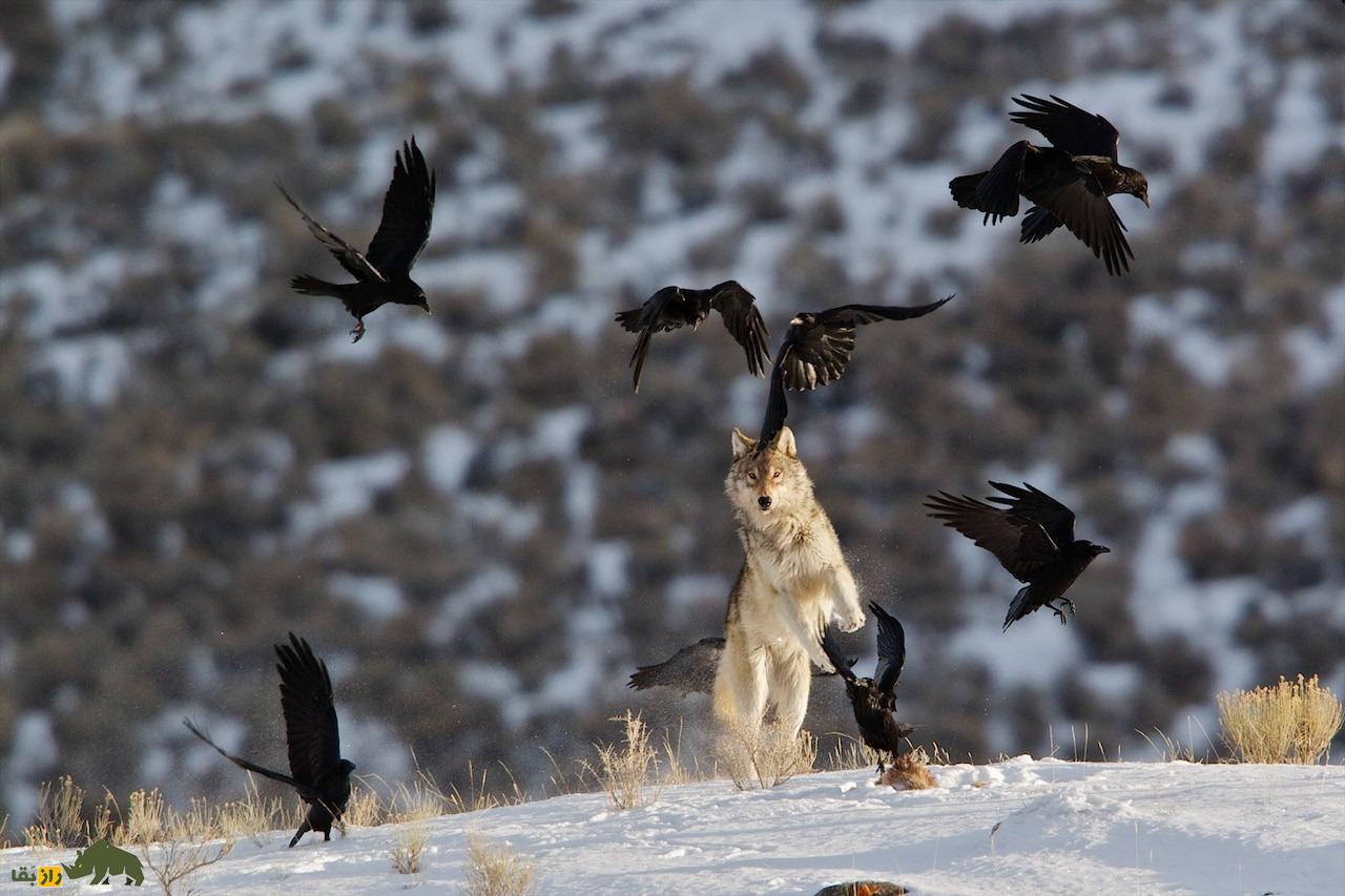 چهار افسانه درباره گرگ‌ها؛ آیا گرگ‌ها برای سرگرمی می‌کشند؟!