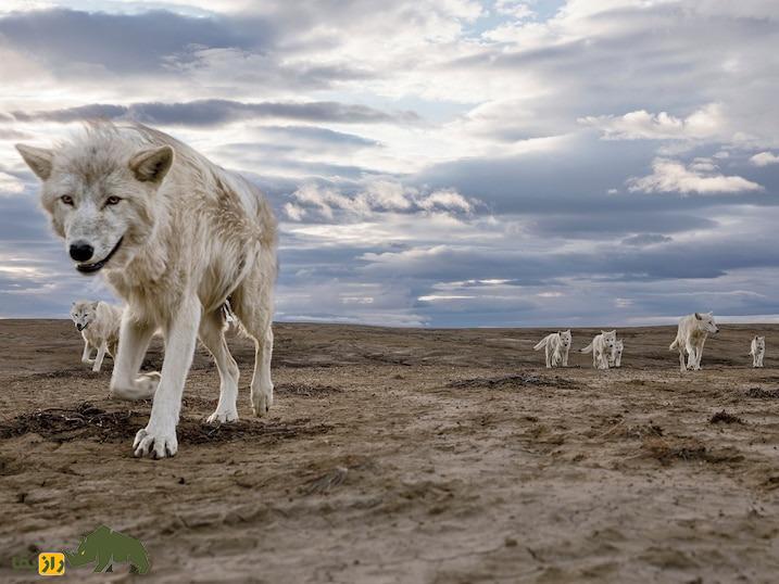 چهار افسانه درباره گرگ‌ها؛ آیا گرگ‌ها برای سرگرمی می‌کشند؟!
