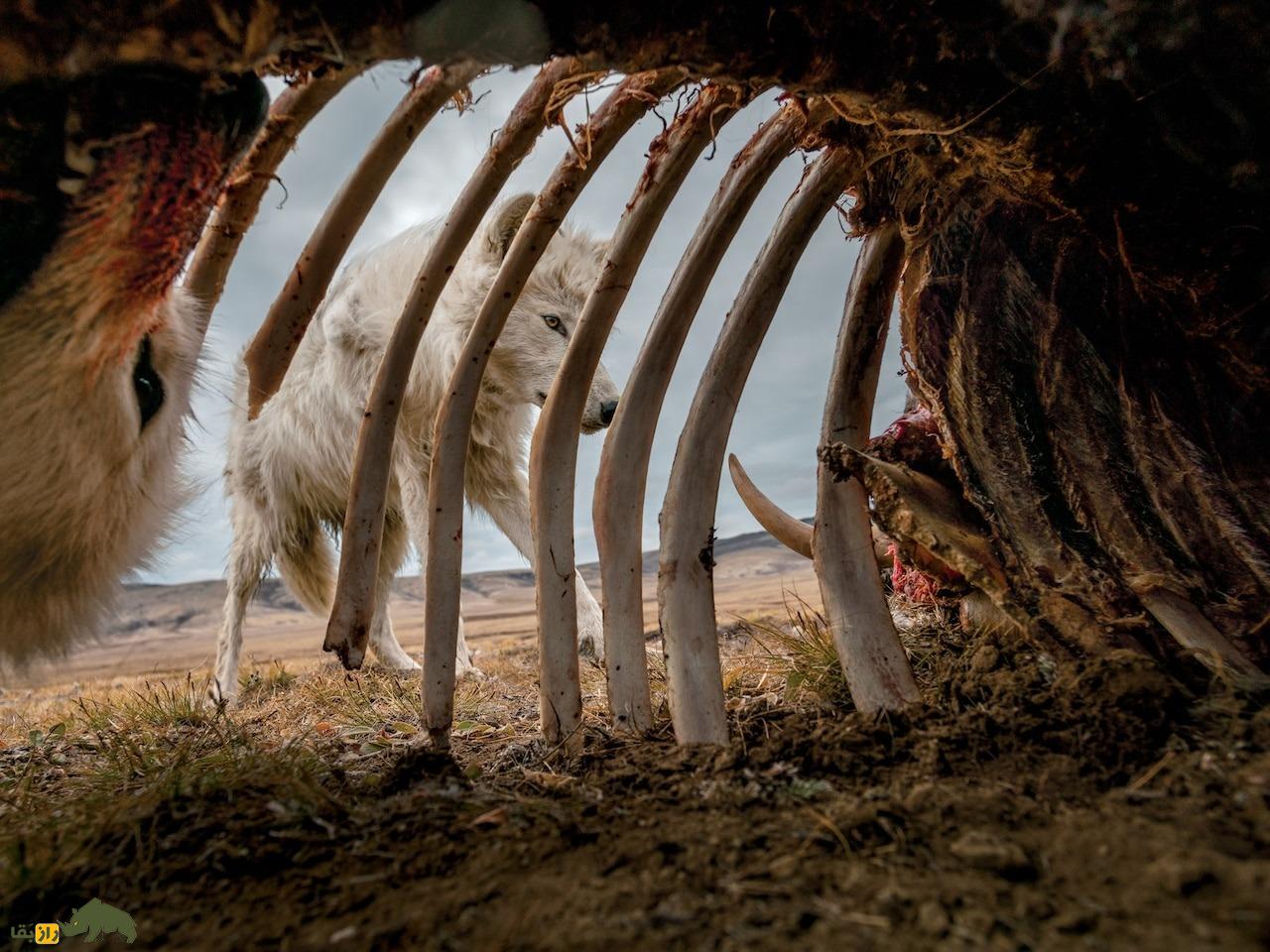 چهار افسانه درباره گرگ‌ها؛ آیا گرگ‌ها برای سرگرمی می‌کشند؟!