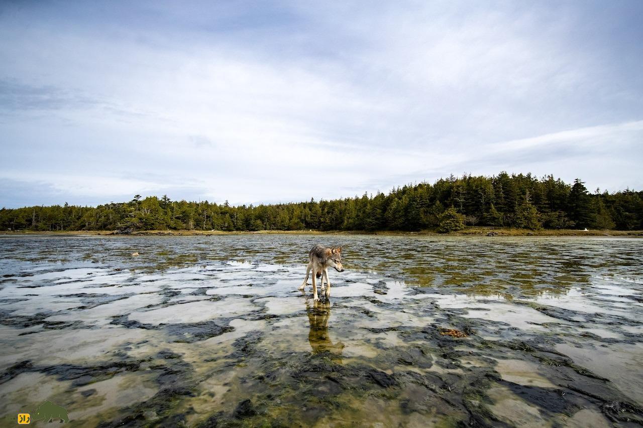 چهار افسانه درباره گرگ‌ها؛ آیا گرگ‌ها برای سرگرمی می‌کشند؟!