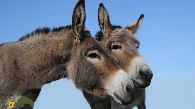 خرها چگونه مسیر تاریخ را تغییر دادند؟ خرها چگونه مسیر تاریخ را تغییر دادند؟