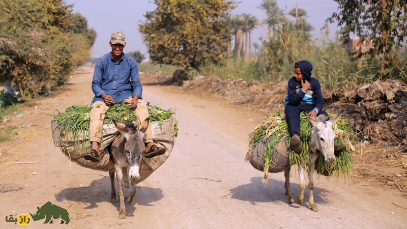 خرها چگونه مسیر تاریخ را تغییر دادند؟ خرها چگونه مسیر تاریخ را تغییر دادند؟