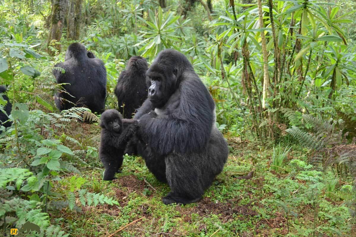 داستان تکاملِ موجودی به نام «پدر»؛ حیوان‌ها پدر ندارند!