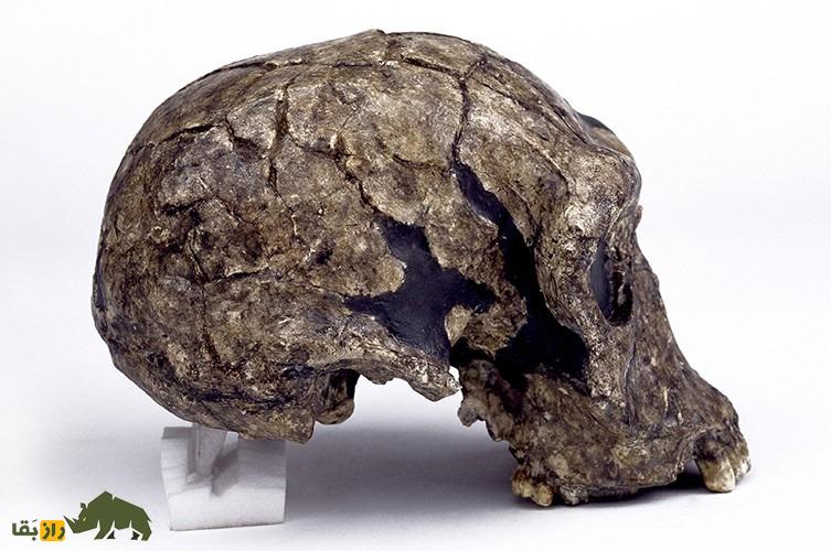 اولین ابزارهای سنگی را چه کسی ساخت و کجا زندگی میکرد؟ اولین ابزارهای سنگی را چه کسی ساخت و کجا زندگی میکرد؟