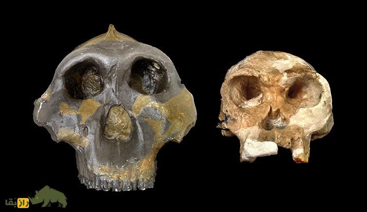 اولین ابزارهای سنگی را چه کسی ساخت و کجا زندگی میکرد؟ اولین ابزارهای سنگی را چه کسی ساخت و کجا زندگی میکرد؟