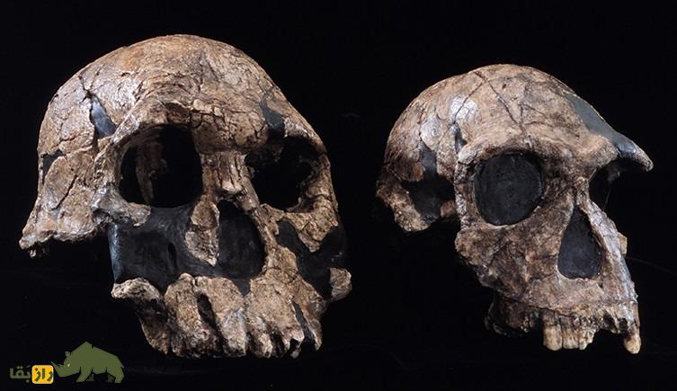 اولین ابزارهای سنگی را چه کسی ساخت و کجا زندگی میکرد؟ اولین ابزارهای سنگی را چه کسی ساخت و کجا زندگی میکرد؟