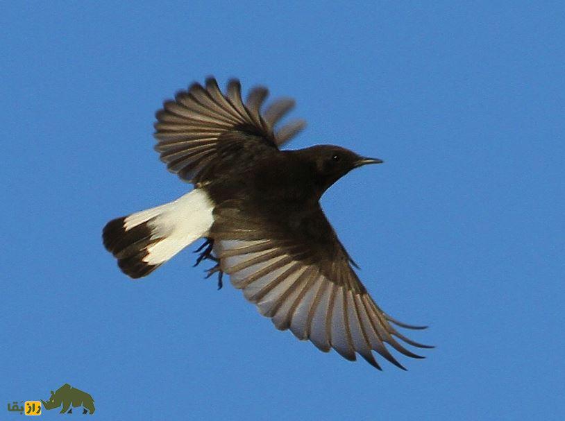 نتایج باورنکردنی؛ این پرنده کوچک قوی‌ترین پرنده جهان است!