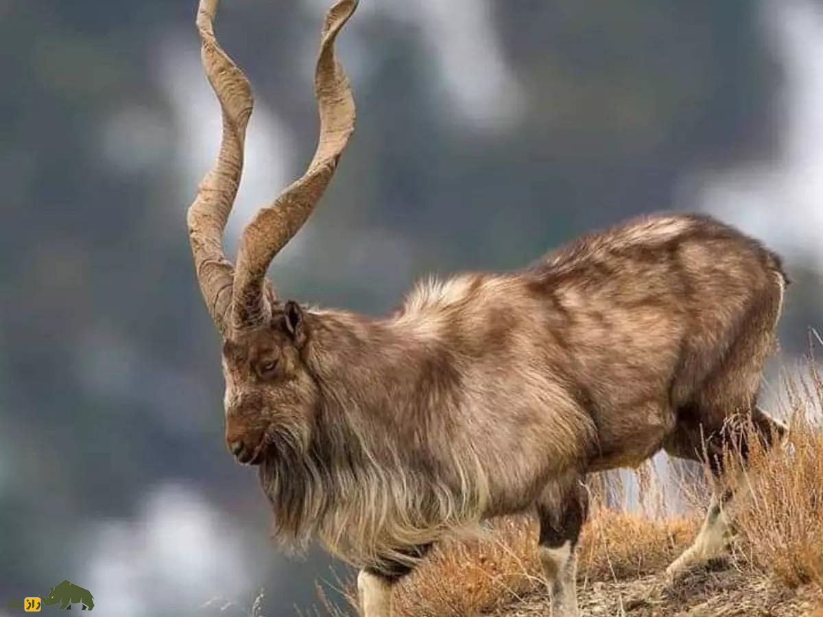 مارخور؛ «بز» پاکستانی معروف به «پیرمرد کوهستان» که تُفاش ارزش طلا دارد مارخور؛ «بز» پاکستانی معروف به «پیرمرد کوهستان» که تُفاش ارزش طلا دارد