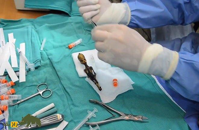 رازهای یک دختر ۱۵ سانتیمتری؛ اسکلتی که جهان را حیرتزده کرد! رازهای یک دختر ۱۵ سانتیمتری؛ اسکلتی که جهان را حیرتزده کرد!