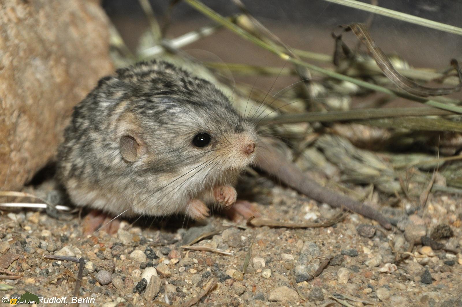 «موش دو پای بلوچستان»؛ کوچکترین کانگورو جهان که هرگز آب نمیخورد! «موش دو پای بلوچستان»؛ کوچکترین کانگورو جهان که هرگز آب نمیخورد!