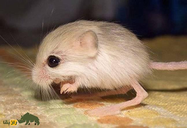 «موش دو پای سه انگشت بلوچستان»؛ موجودی که کانگورو میشود و آب نمیخورد «موش دو پای سه انگشت بلوچستان»؛ موجودی که کانگورو میشود و آب نمیخورد