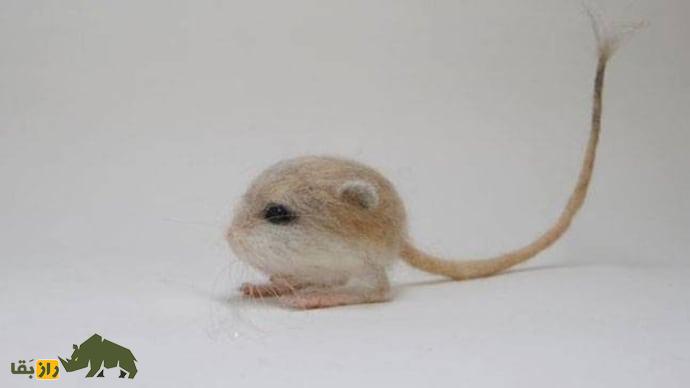 «موش دو پای سه انگشت بلوچستان»؛ موجودی که کانگورو میشود و آب نمیخورد «موش دو پای سه انگشت بلوچستان»؛ موجودی که کانگورو میشود و آب نمیخورد