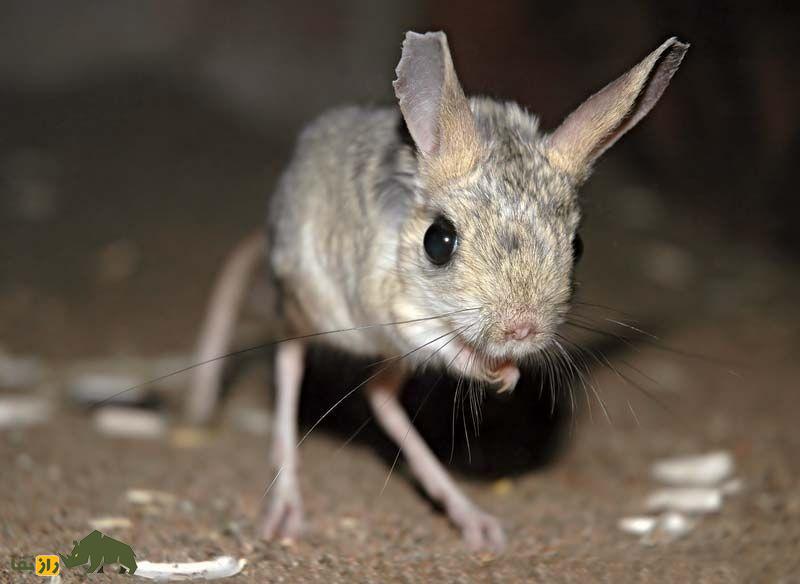 «موش دو پای سه انگشت بلوچستان»؛ موجودی که کانگورو میشود و آب نمیخورد «موش دو پای سه انگشت بلوچستان»؛ موجودی که کانگورو میشود و آب نمیخورد