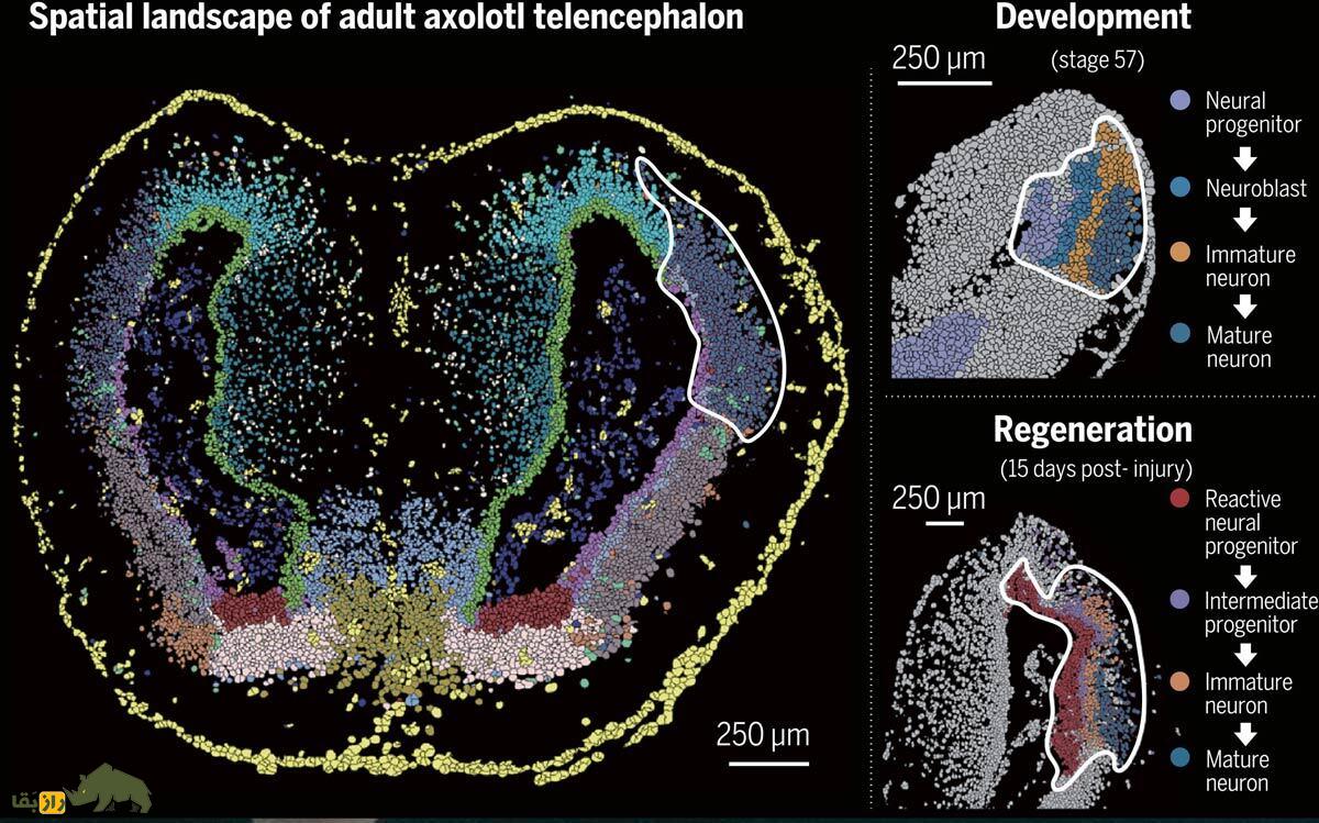 سمندر مکزیکی؛ موجود عجیبی که میتواند مغز خود را بازسازی کنند! سمندر مکزیکی؛ موجود عجیبی که میتواند مغز خود را بازسازی کنند!