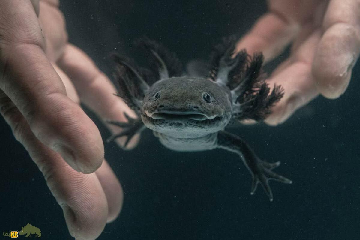 سمندر مکزیکی؛ موجود عجیبی که میتواند مغز خود را بازسازی کنند! سمندر مکزیکی؛ موجود عجیبی که میتواند مغز خود را بازسازی کنند!