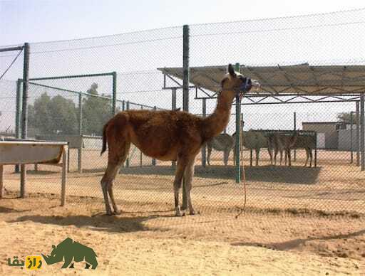 کاما؛ شتر بومی دبی که والدینش ۳۰ میلیون سال از هم جدا بودند کاما؛ شتر بومی دبی که والدینش ۳۰ میلیون سال از هم جدا بودند