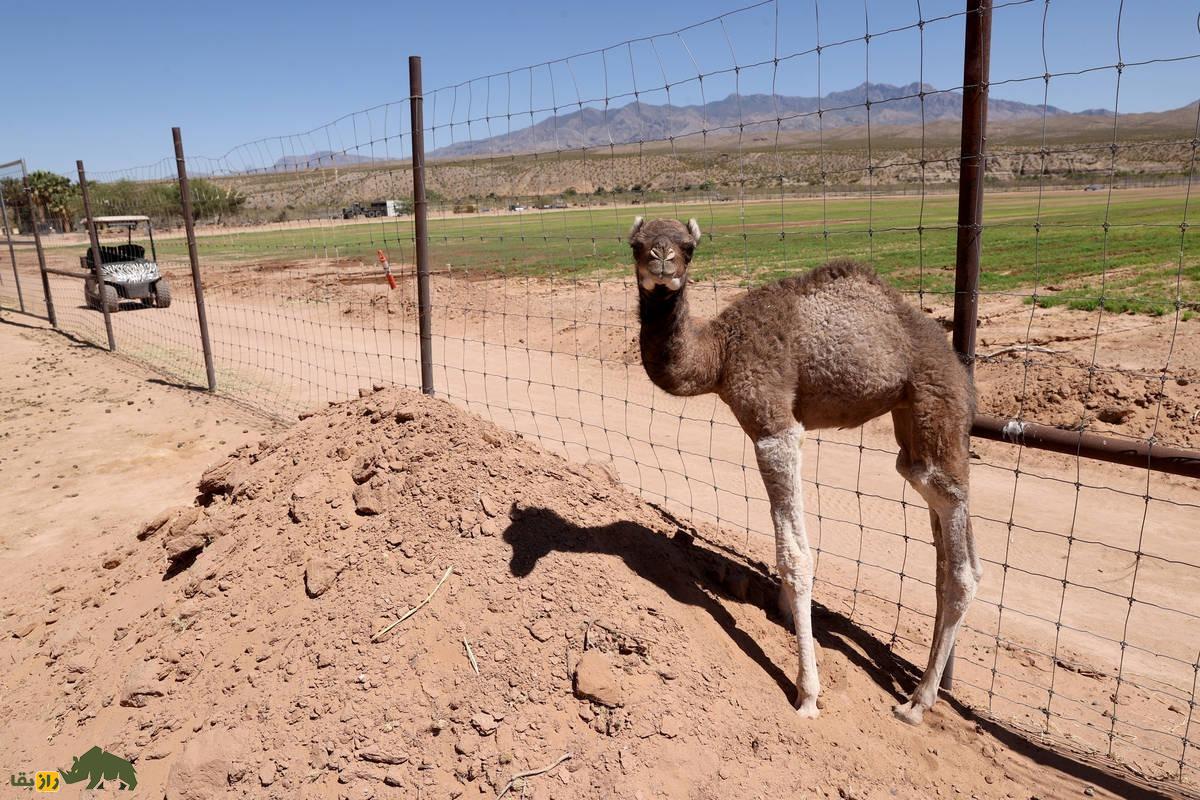 کاما؛ شتر بومی دبی که والدینش ۳۰ میلیون سال از هم جدا بودند کاما؛ شتر بومی دبی که والدینش ۳۰ میلیون سال از هم جدا بودند