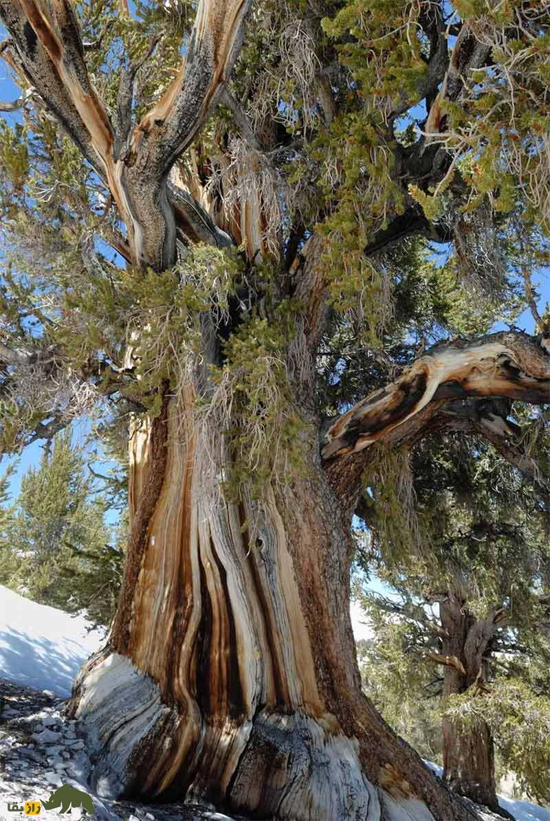 درختان چگونه می‌میرند؟