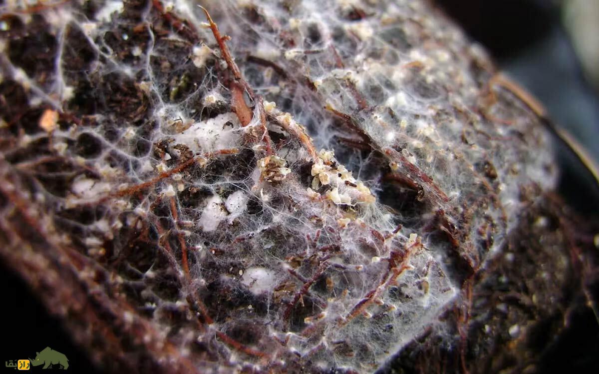 درختان چگونه می‌میرند؟