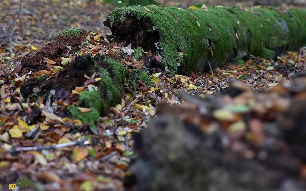 درختان چگونه می‌میرند؟