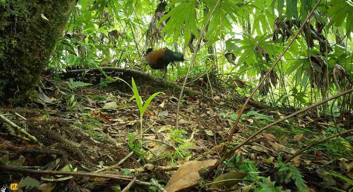 اتفاق عجیب در حیات وحش؛ کبوتر مردابی (کبوتر قرقاولی پشتگردن سیاه) بعد از ۱۴۰ سال دوباره دیده شد اتفاق عجیب در حیات وحش؛ کبوتر مردابی (کبوتر قرقاولی پشتگردن سیاه) بعد از ۱۴۰ سال دوباره دیده شد