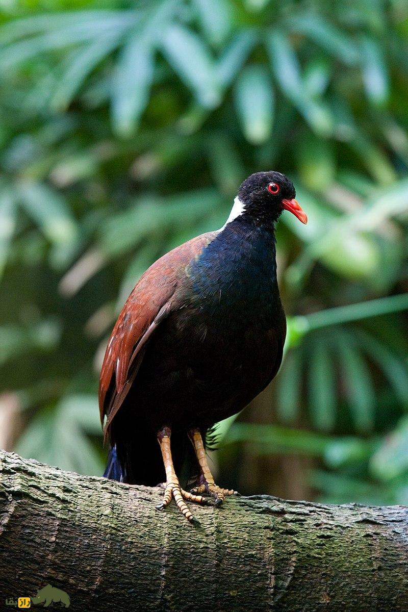 (ویدئو) اتفاق عجیب در حیات وحش؛ کبوتر مردابی بعد از ۱۴۰ سال دوباره دیده شد کبوتر مردابی