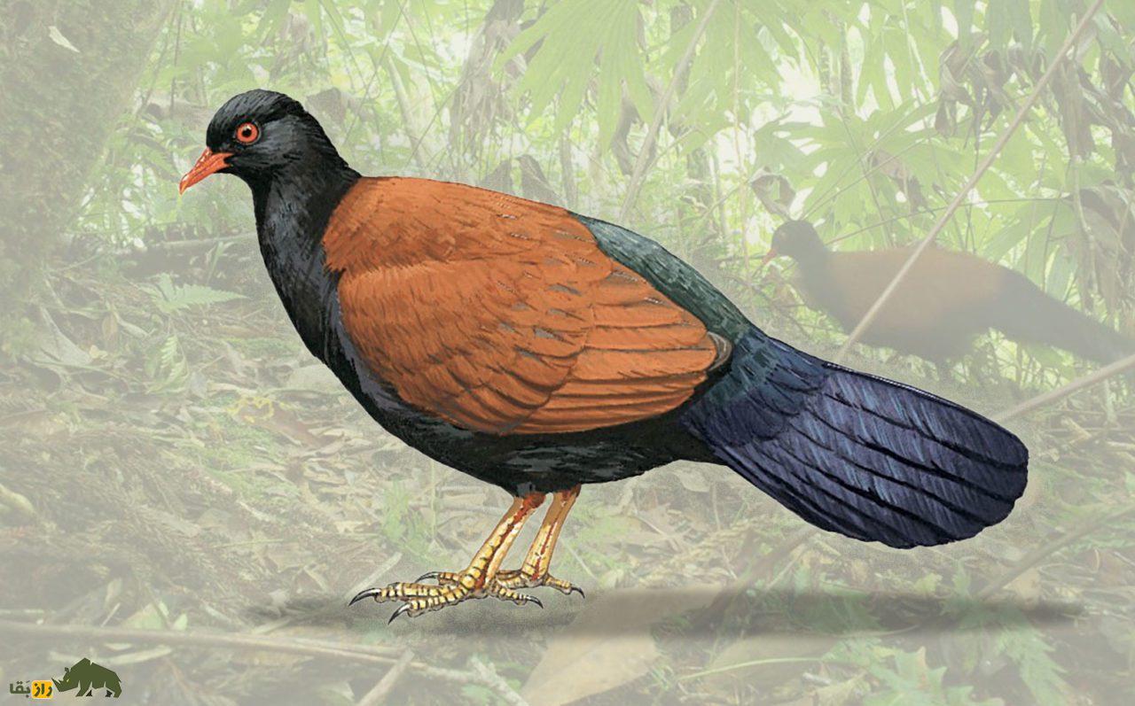 (ویدئو) اتفاق عجیب در حیات وحش؛ کبوتر مردابی بعد از ۱۴۰ سال دوباره دیده شد کبوتر مردابی