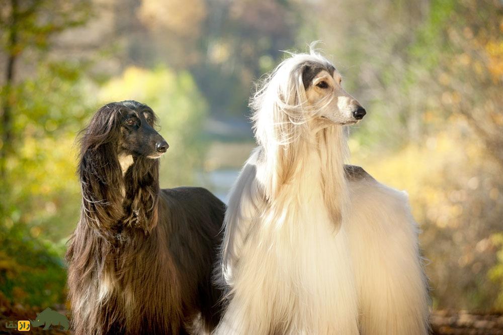 سگ افغان؛ لجبازترین، چشمنوازترین و زیباترین سگ دنیا؛ ترکیبی از وفاداری و حماقت سگ افغان؛ لجبازترین، چشمنوازترین و زیباترین سگ دنیا؛ ترکیبی از وفاداری و حماقت