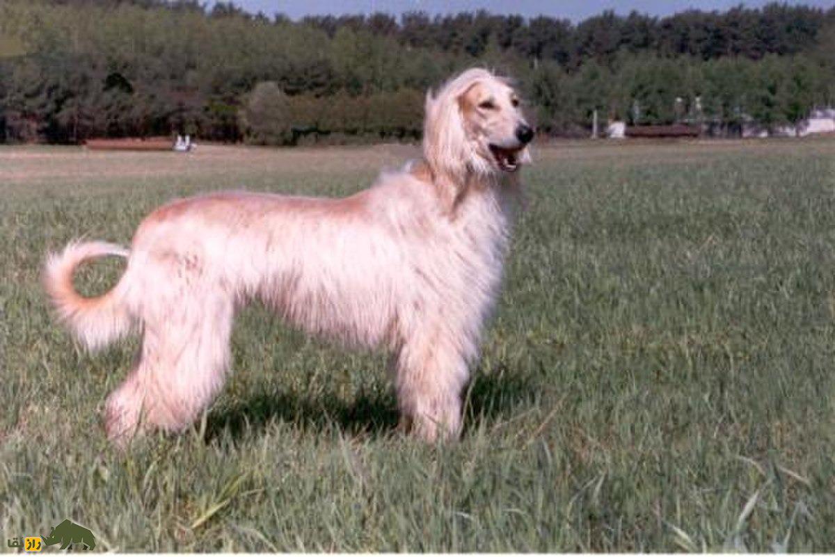 سگ افغان؛ لجبازترین، چشمنوازترین و زیباترین سگ دنیا؛ ترکیبی از وفاداری و حماقت سگ افغان؛ لجبازترین، چشمنوازترین و زیباترین سگ دنیا؛ ترکیبی از وفاداری و حماقت