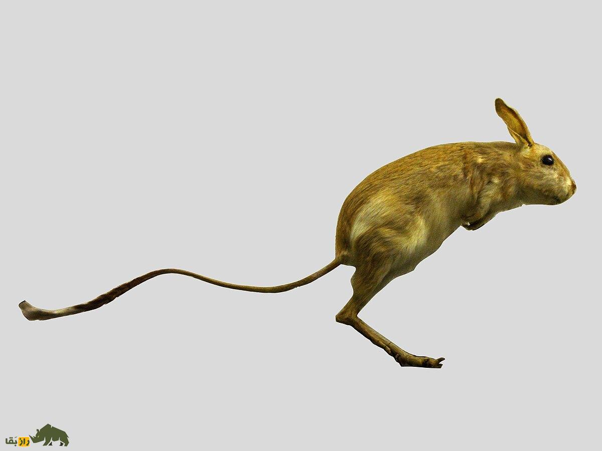 «موش دو پای بلوچستان»؛ کوچکترین کانگورو جهان که هرگز آب نمیخورد! «موش دو پای بلوچستان»؛ کوچکترین کانگورو جهان که هرگز آب نمیخورد!