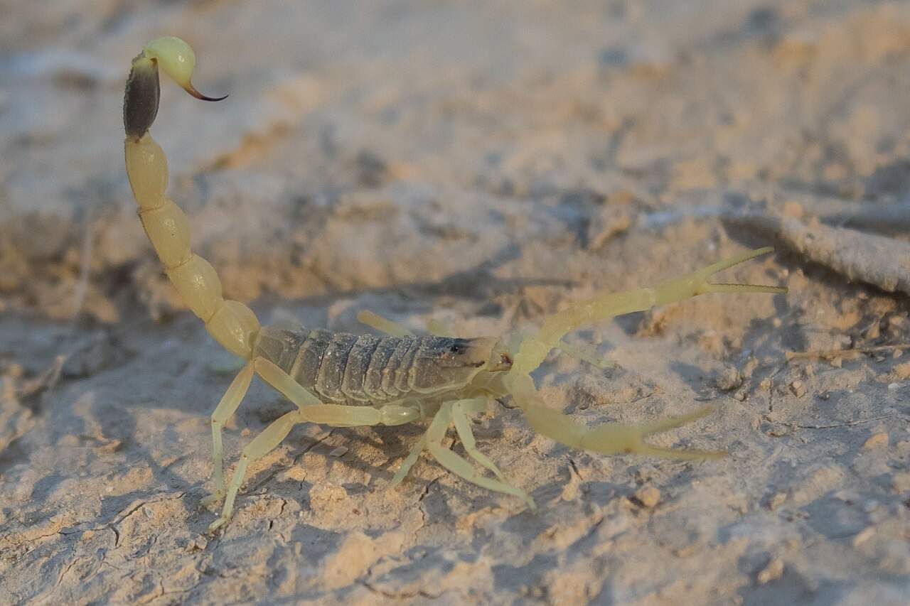 عقرب زرد فلسطینی