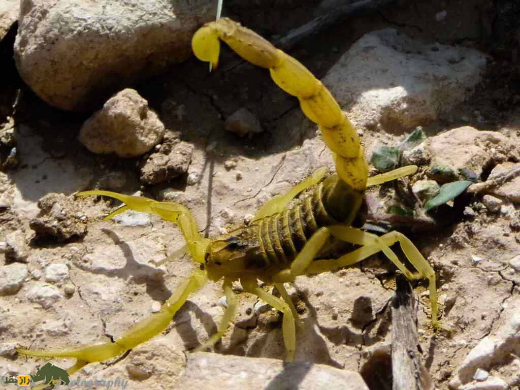 این نوع عقرب در ایران هر گالن زهرش ۲ هزار و ۳۰۰ میلیارد تومان ارزش دارد