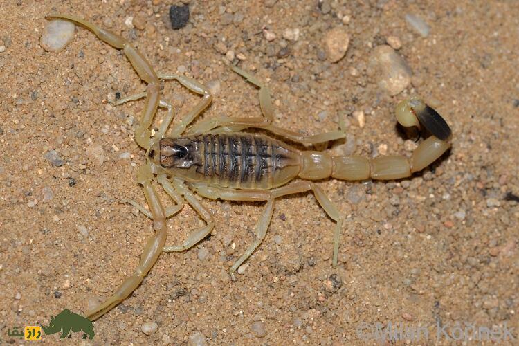 این نوع عقرب در ایران هر گالن زهرش ۲ هزار و ۳۰۰ میلیارد تومان ارزش دارد