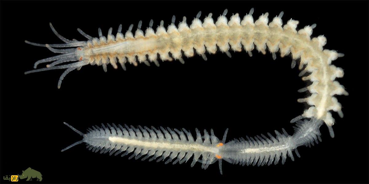 جانور عجیبی که خودش را برای جفتگیری نصف میکند جانور عجیبی که خودش را برای جفتگیری نصف میکند