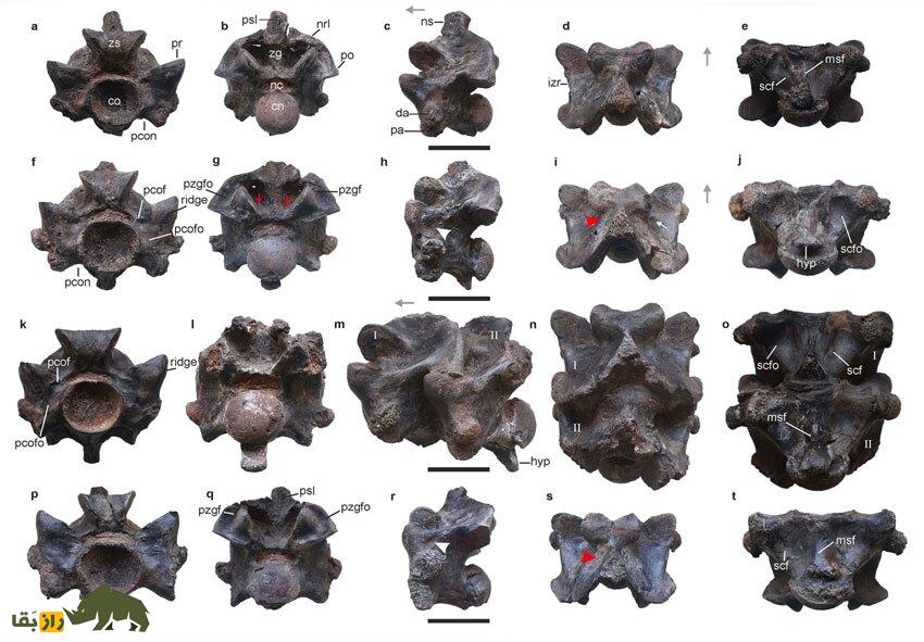 فسیل «بزرگترین مار موجود در جهان» در غرب هند کشف شد