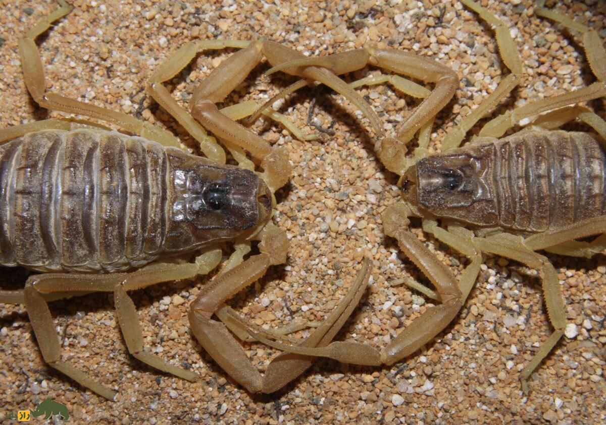 عقرب زرد فلسطینی