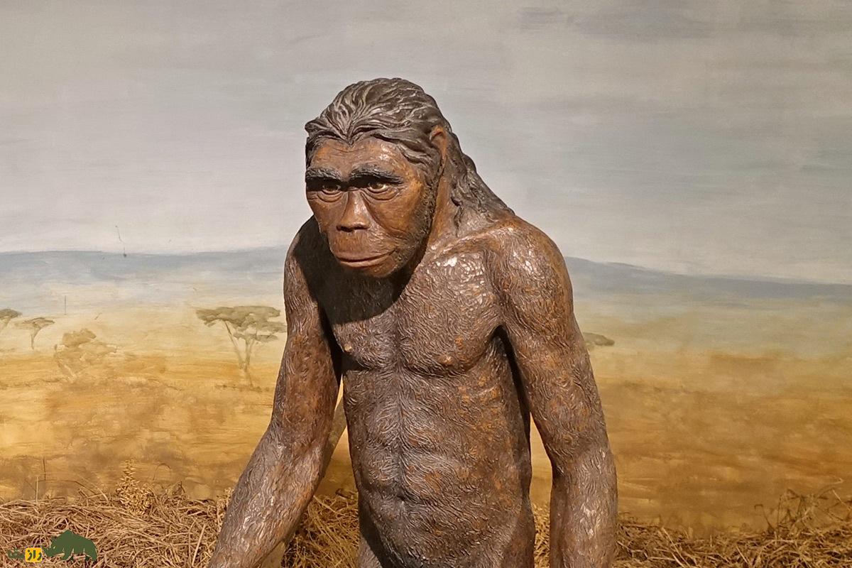 «مرد گردو شکن»؛ اولین ابزارهای سنگی را چه کسی ساخت و کجا زندگی میکرد؟ Homo habilis