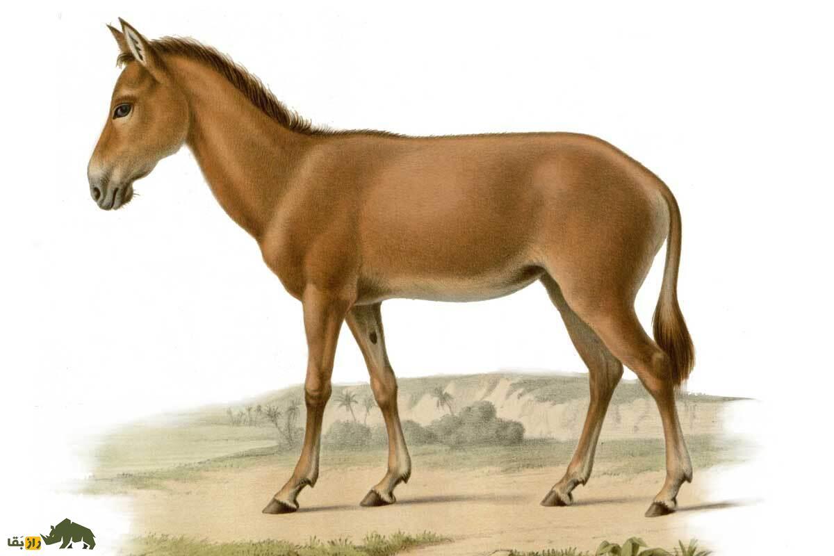 «کونگا»؛ حیوان باستانی که نتیجه جفت‌گیری الاغ و اسب است، چطور بین‌النهرین را تکان داد؟