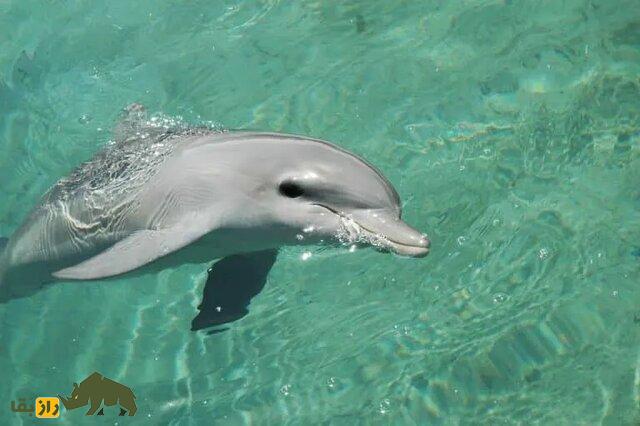 دلفین در آب