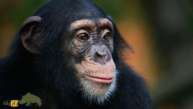 شامپانزه
