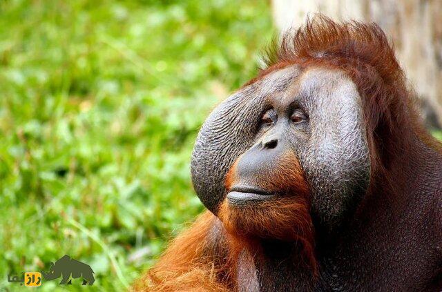 اورانگاتان