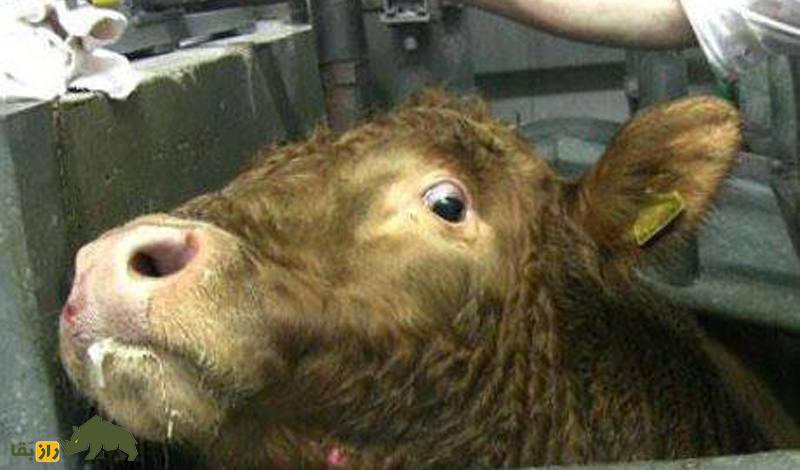 یافته جدید دانشمندان؛ حیوانات قبل از اعزام به کشتارگاه جیغهای مایوسانه میکشند! یافته جدید دانشمندان؛ حیوانات قبل از اعزام به کشتارگاه جیغهای مایوسانه میکشند!