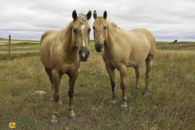 دو اسب سفید در کنار هم