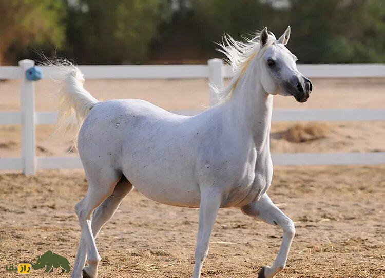 اسب عرب سفید رنگ