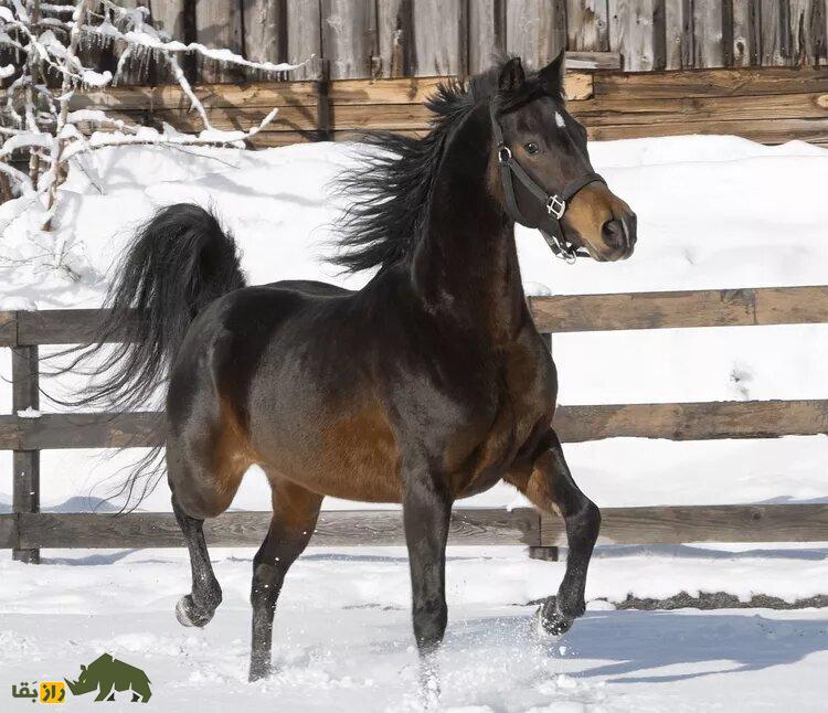 اسب سیاه تنومند در برف