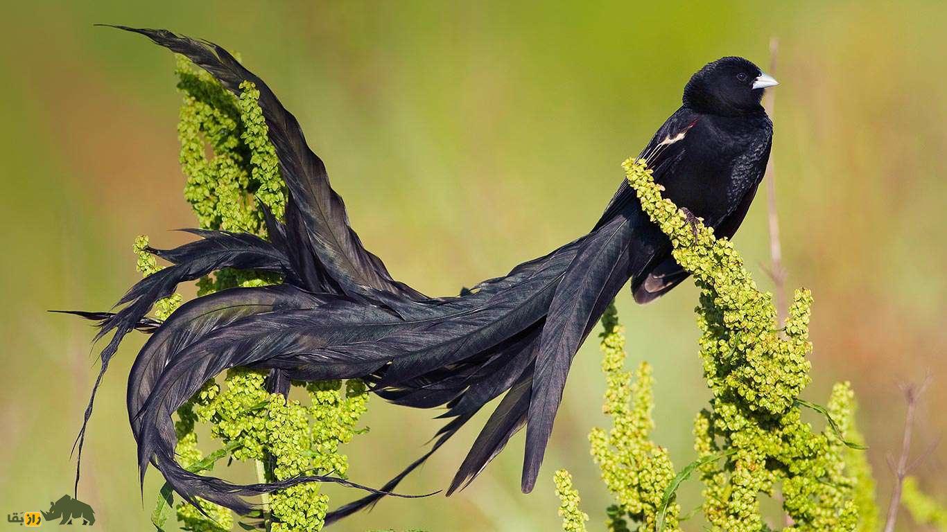چرا حیوانات دُم دارند؟ چرا حیوانات دُم دارند؟