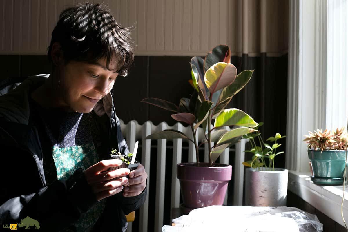 گیاهان وقتی استرس داشته باشند جیغ میزنند! گیاهان وقتی استرس داشته باشند جیغ میزنند!