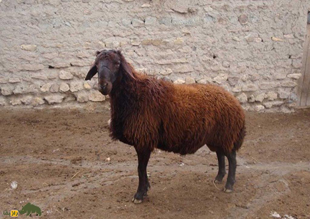 گوسفند «شال» قزوینی؛ آیا این دوقلو زای مشهور بهترین نژاد گوسفند در جهان است؟